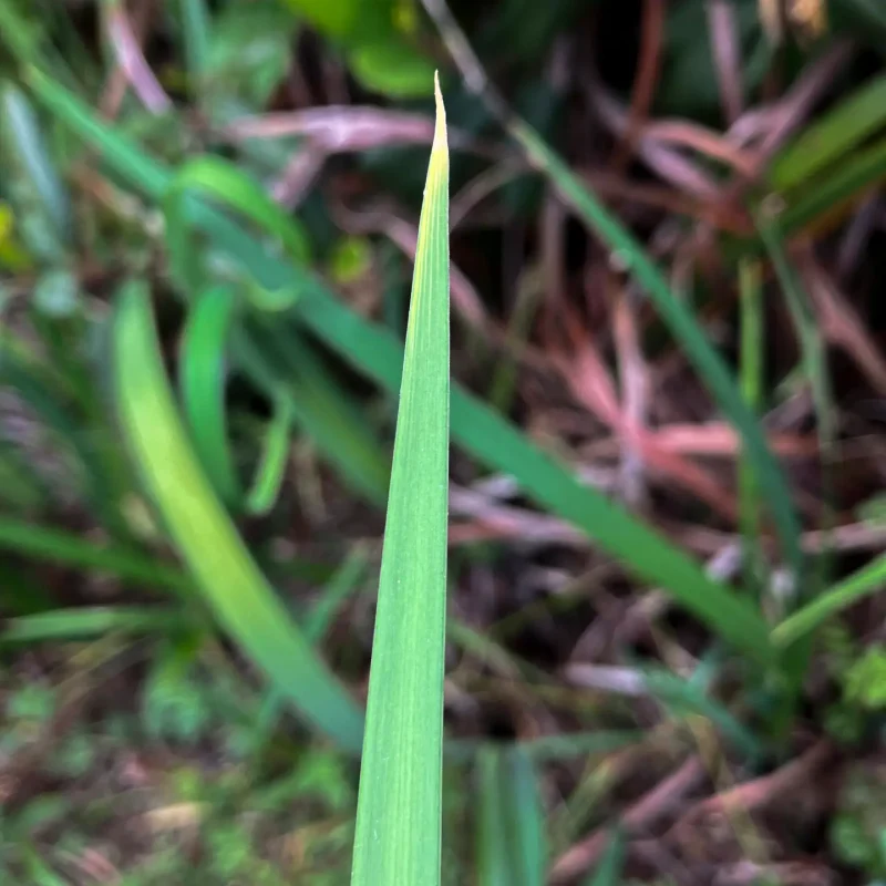 Underside of Douglas Iris leaf Hazelnut Trail.