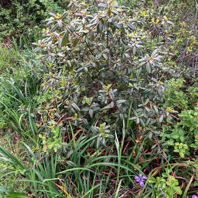 Coffeeberry shrub on Hazelnut Trail.