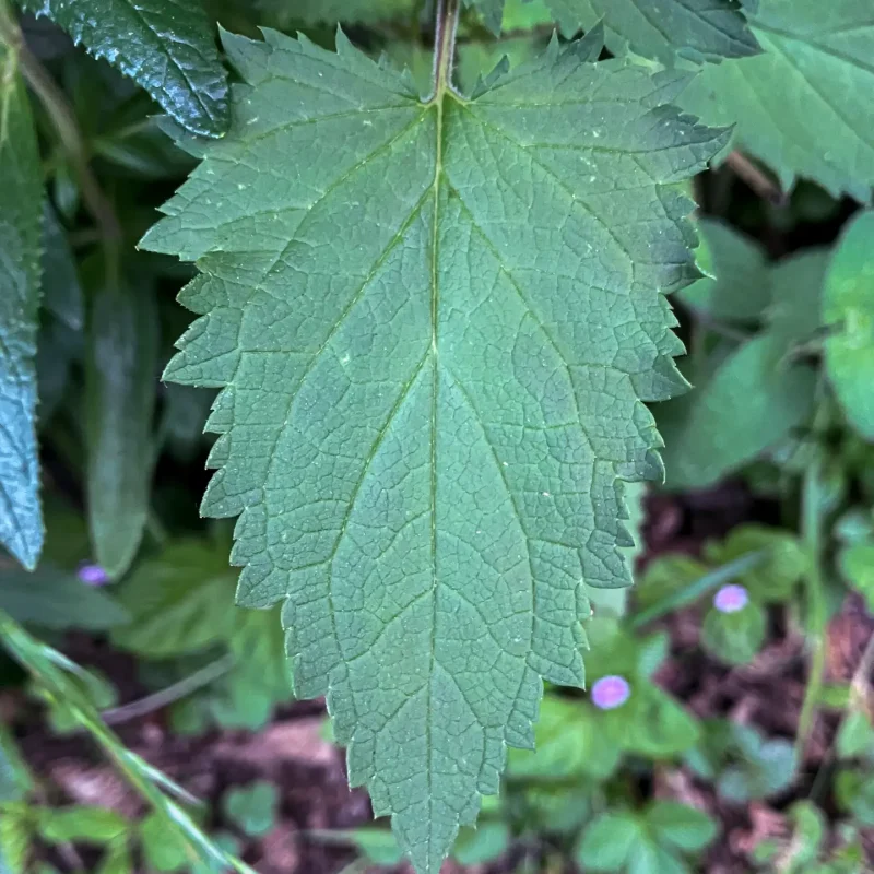 Leaf of the California Bee Plant on Hazelnut Trail.