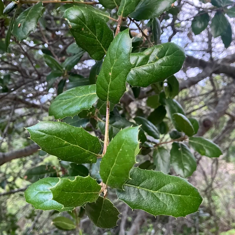 Coast Live Oak leaves on Hazelnut Trail.