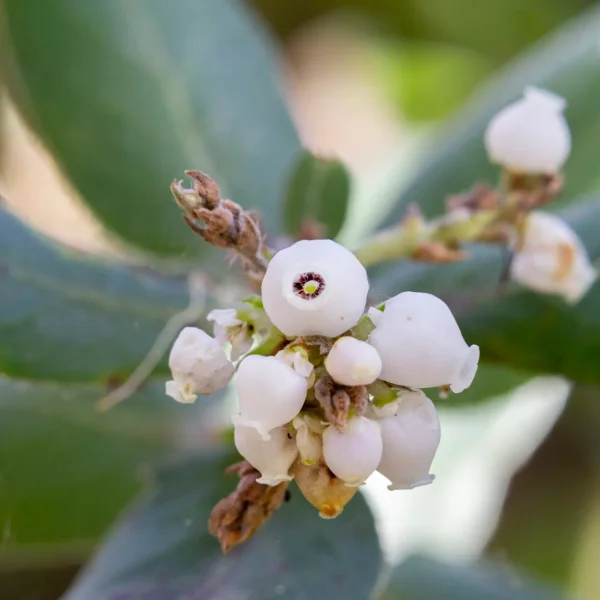 Brittleleaf Manzanita flowers on Hazelnut Trail.
