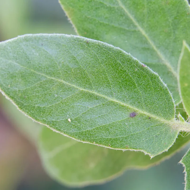 Leaves with stems (petioles) on the Brittleleaf Manzanita on Hazelnut Trail.