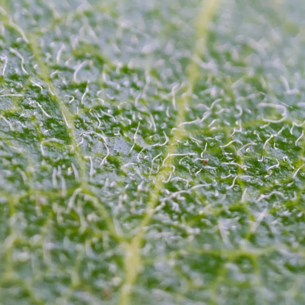 Extreme close up of the fine hairs on Montara Manzanita leaf.