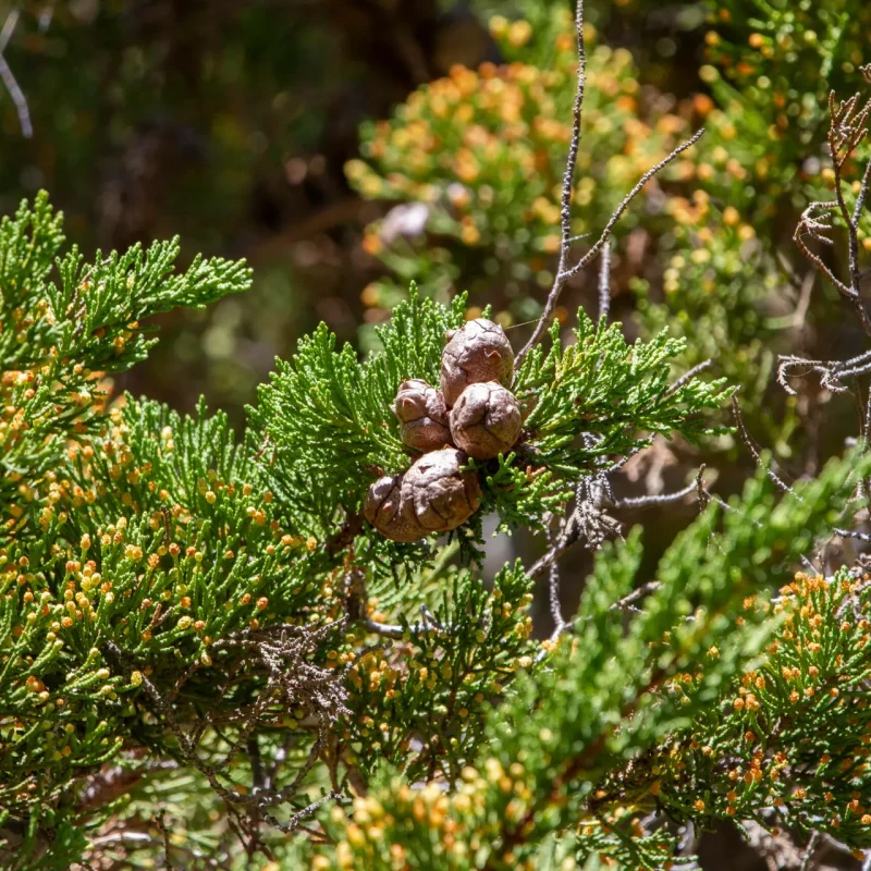 Monterey Cypress needles and cones at Walnut Grove.