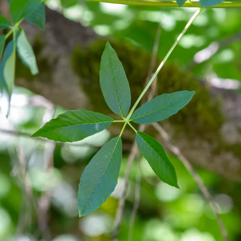 Palmate leaf of the California Buckeye at Walnut Grove.
