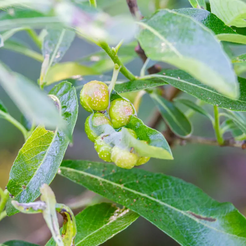 Willow Apple Gall Sawfly galls on an Arroyo Will on Plaskon Nature Trail.