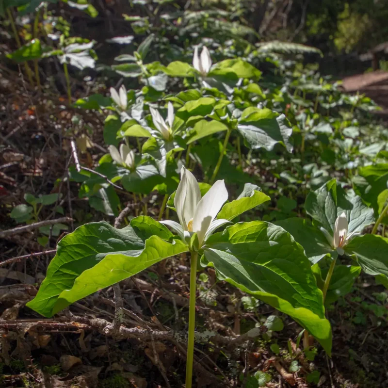Giant Wakerobin flowers on Plaskon Nature Trail.