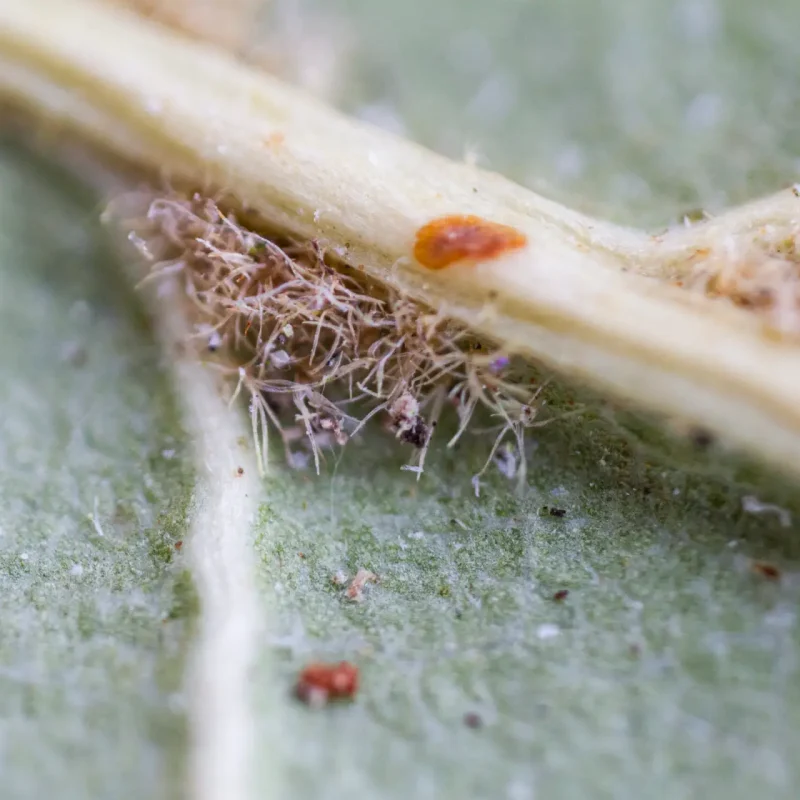 Coast Live Oak's "hairy armpit" on Hazelnut Trail.