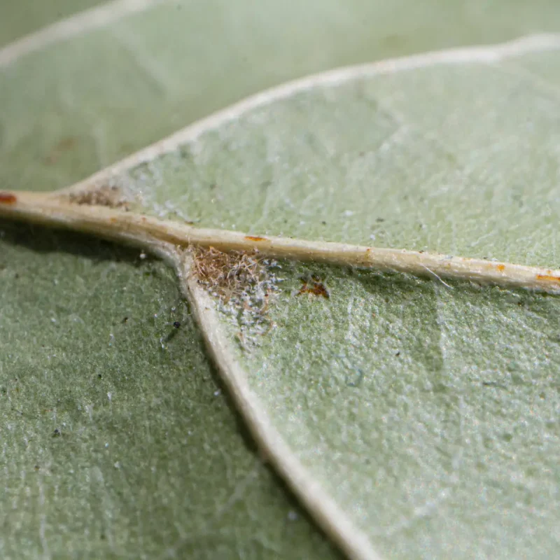 Coast Live Oak's "hairy armpit" on Hazelnut Trail.