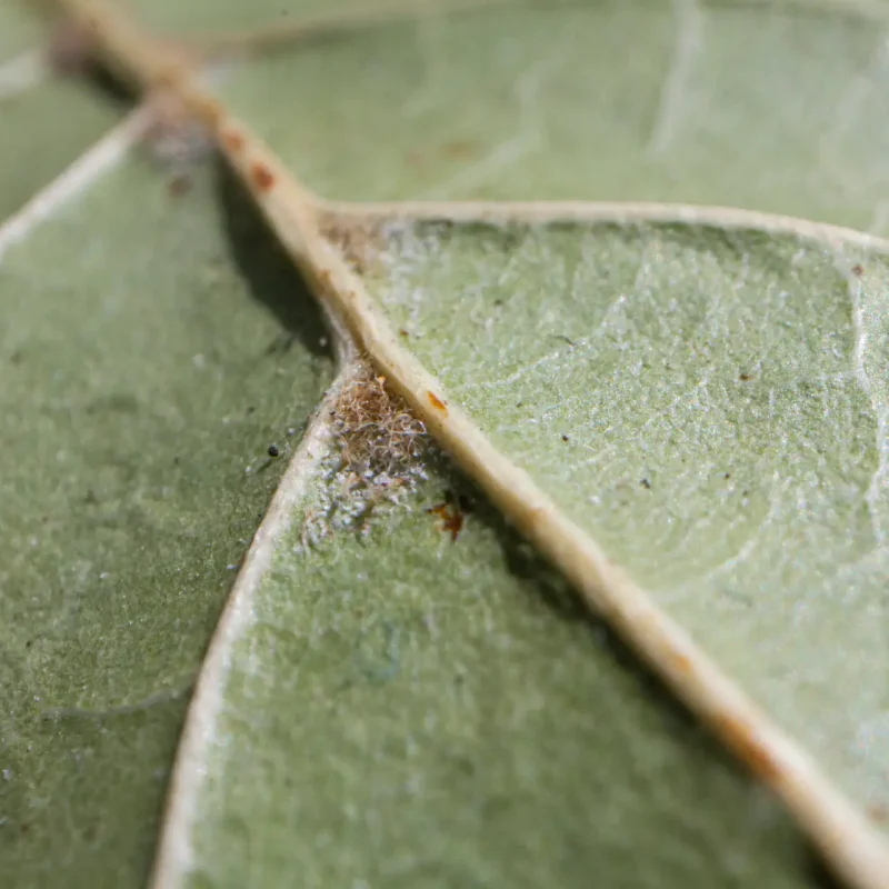 Coast Live Oak's "hairy armpit" on Hazelnut Trail.