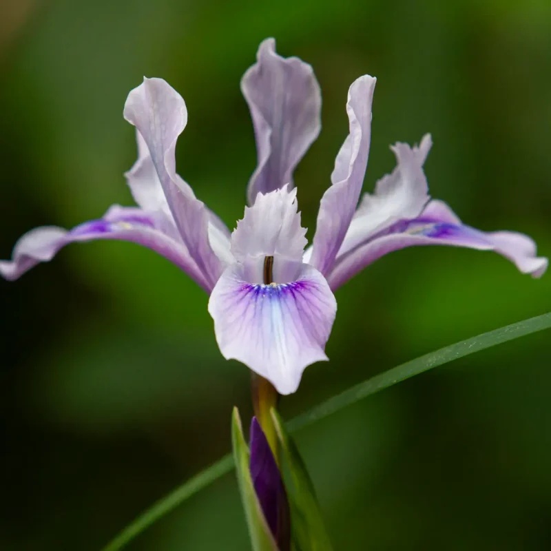 Douglas Iris on Hazelnut Trail.