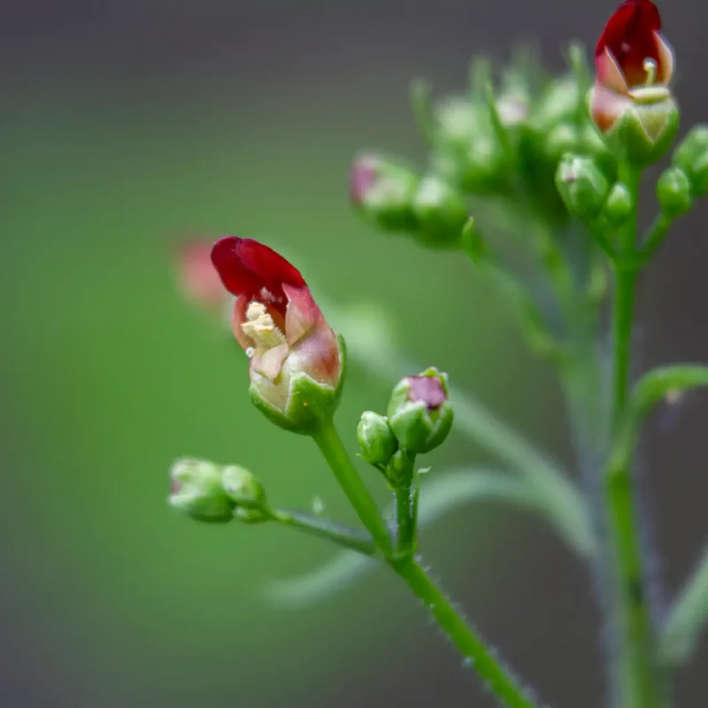 Flower of the California Bee Plant on Hazelnut Trail.