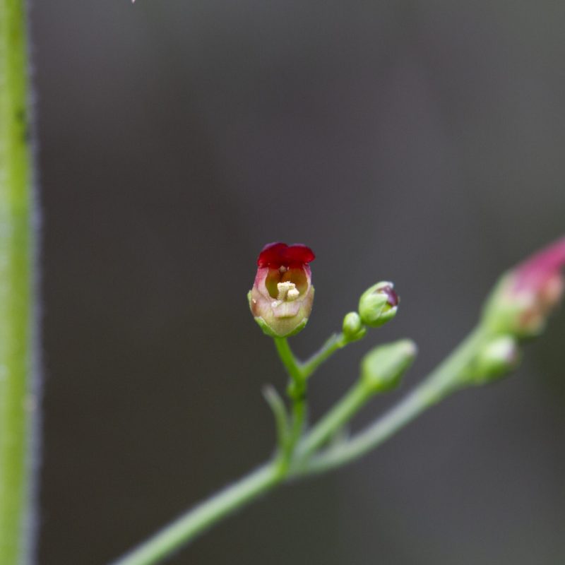 Flower of the California Bee Plant on Hazelnut Trail.
