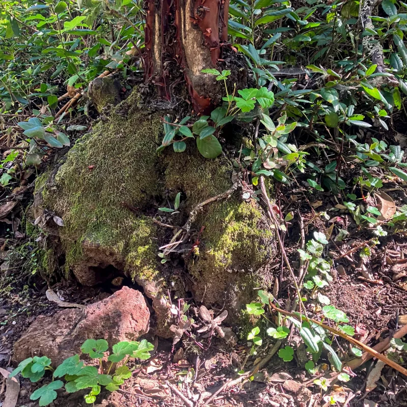 Burl at the base of the Brittleleaf Manzanita on Hazelnut Trail.