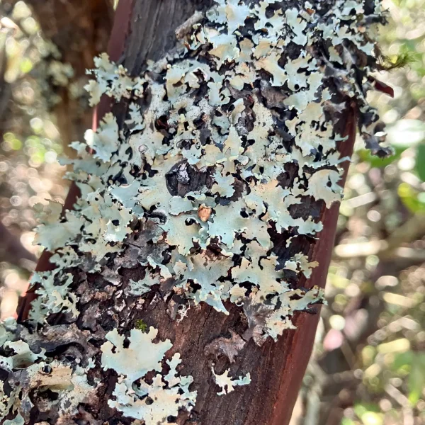 Maritime Chaparral lichen on a Montara Manzanita.