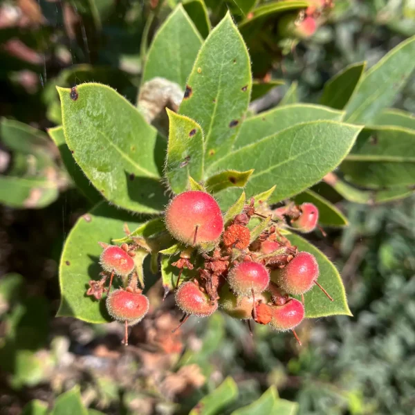 Flowers and Fruit of the Montara Manzanita on Hazelnut Trail.