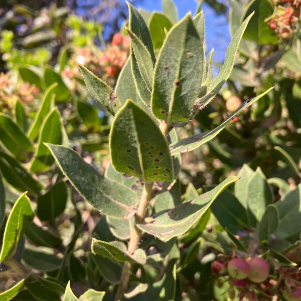 Clasping leaves of the Montara Manzanita on Hazelnut Trail.
