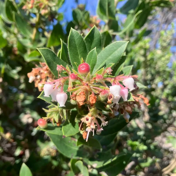 Flowers and Fruit of the Montara Manzanita on Hazelnut Trail.
