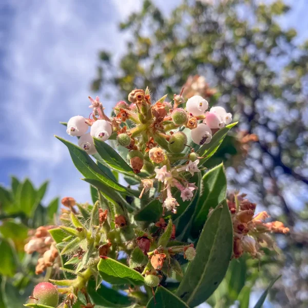 Looking up at the downward facing flowers of the Montara Manzanita on Hazelnut Trail.