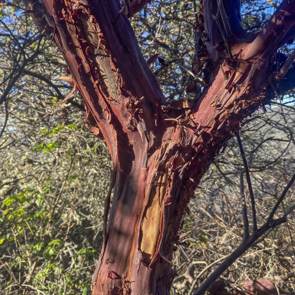 Peeling red bark of the Montara Manzanita on Hazelnut Trail.