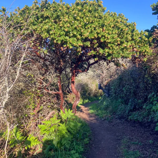 Montara Manzanita on Hazelnut Trail.