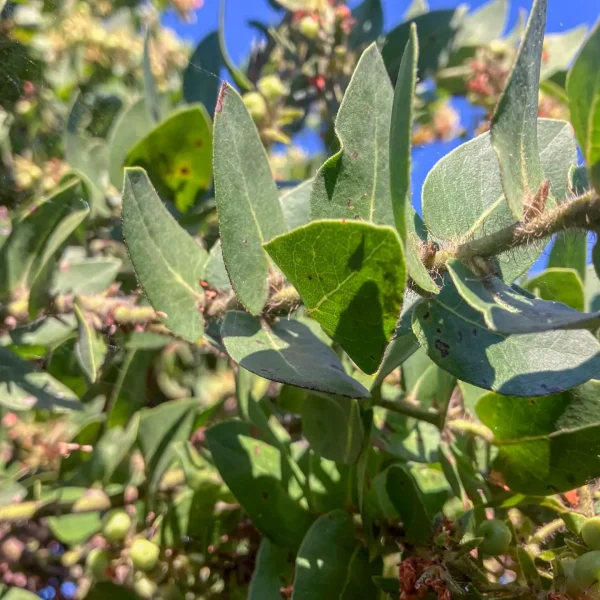 Clasping Leaves of the Montara Manzanita on Hazelnut Trail.
