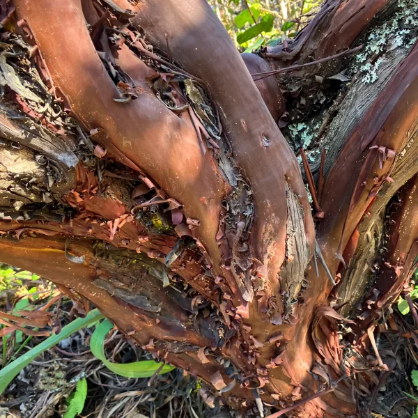 Peeling red bark of the Montara Manzanita on Hazelnut Trail.
