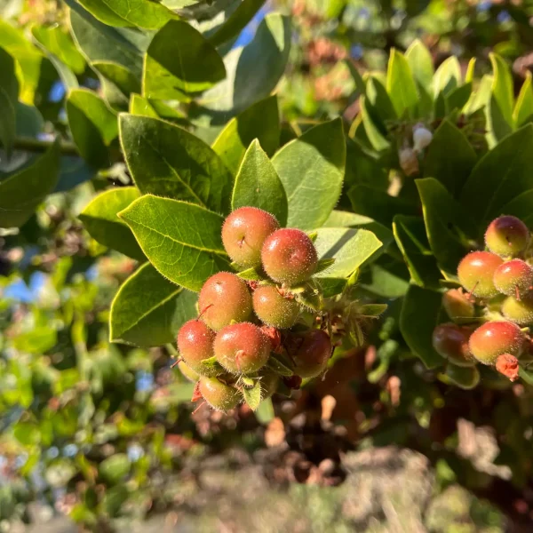 Titular manzanita fruit of the Montara Manzanita on Hazelnut Trail.