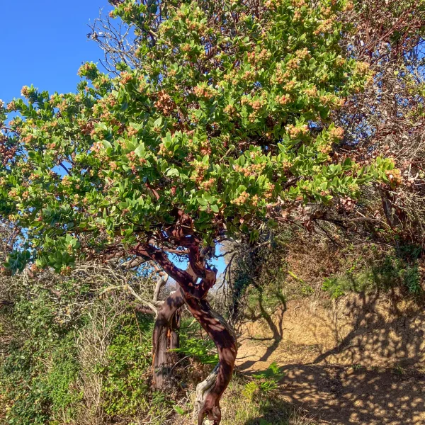 Montara Manzanita on Hazelnut Trail.