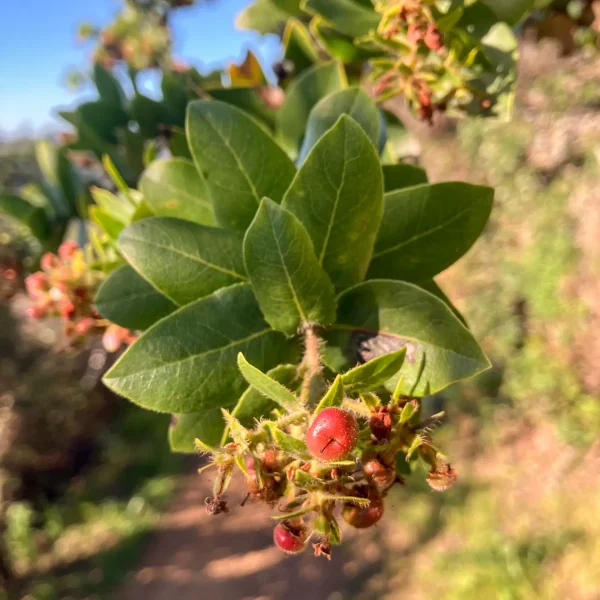 Fruit of the Montara Manzanita on Hazelnut Trail.