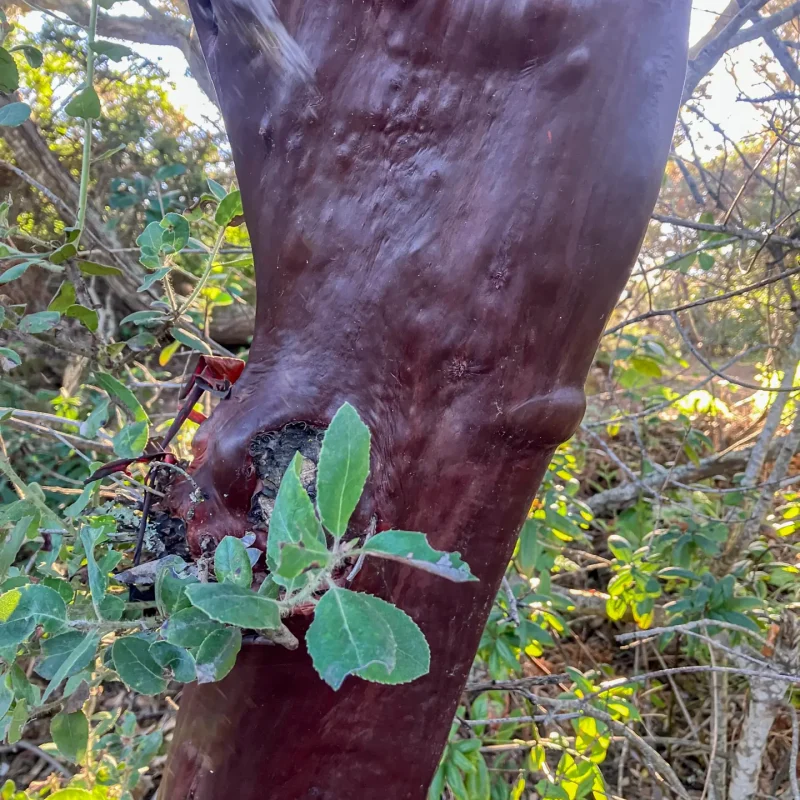 Smooth red bark of the Brittleleaf Manzanita on Hazelnut Trail.