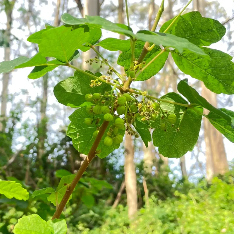 Poison Oak fruit on Montara Mountain Trail.