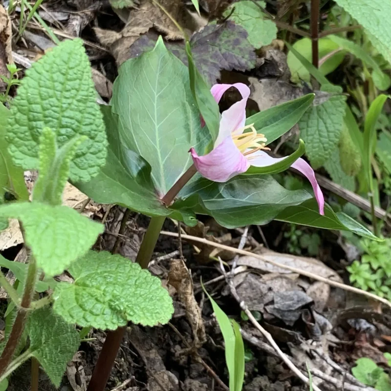 Pacific Trillium flower