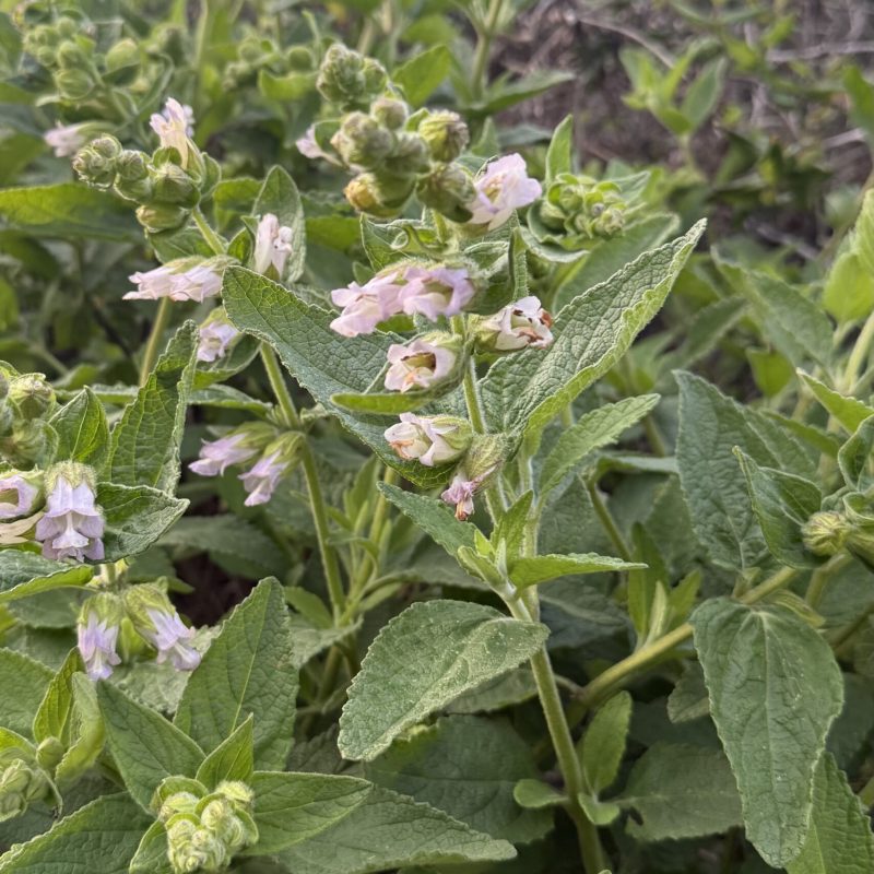 Pitcher Sage Flowers & Buds on Montara Mountain Trail.
