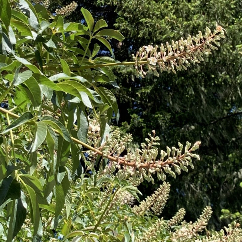 Yet to bloom Inflorescence of a California Buckeye at South Walnut Grove.