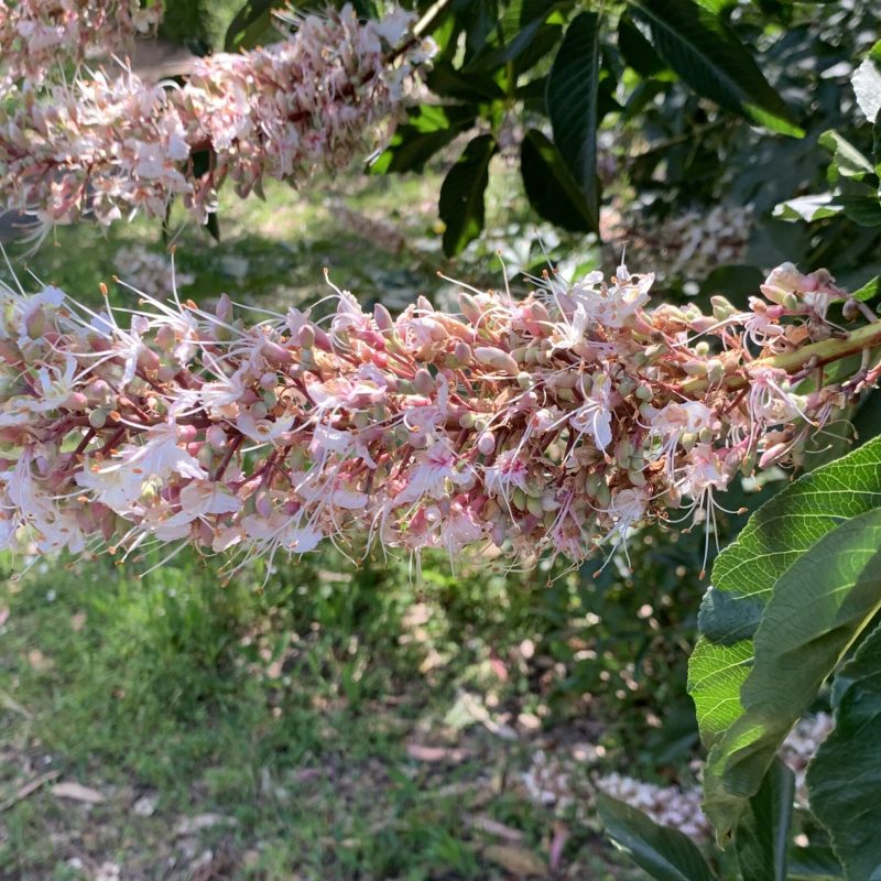 Inflorescence of a California Buckeye at South Walnut Grove.