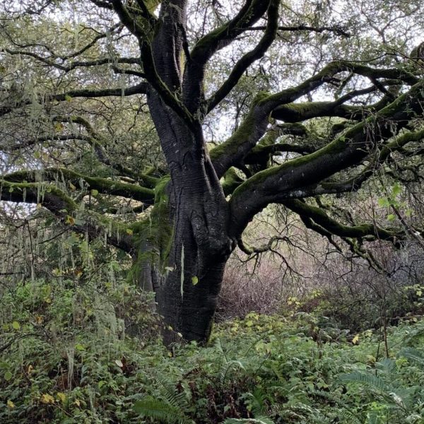 Coast Live Oak on Hazelnut Trail.