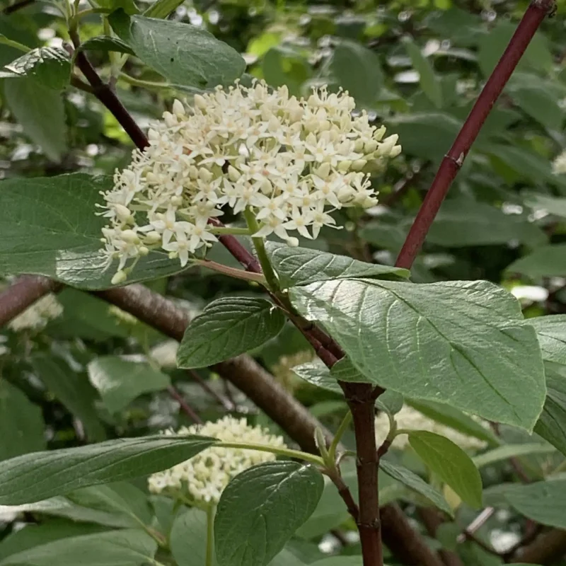 Photo of Creek Dogwood flower