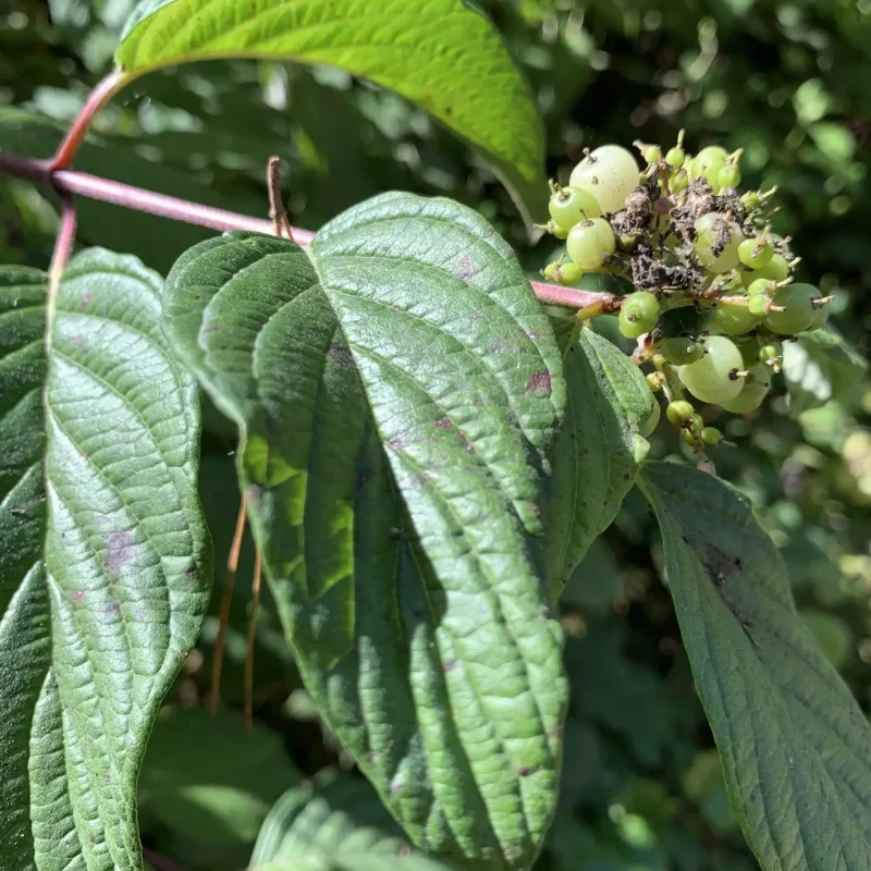 Photo of Creek Dogwood leaves showing veination
