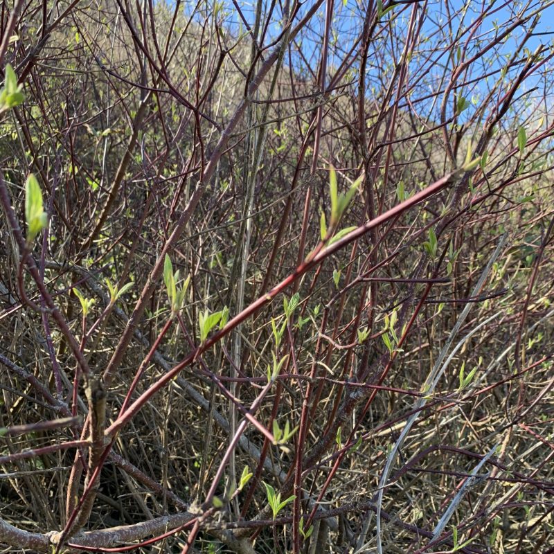 Creek Dogwood branches on Plaskon Nature Trail.