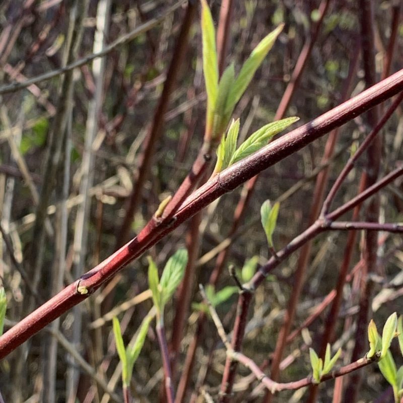 Creek Dogwood branch on Plaskon Nature Trail.