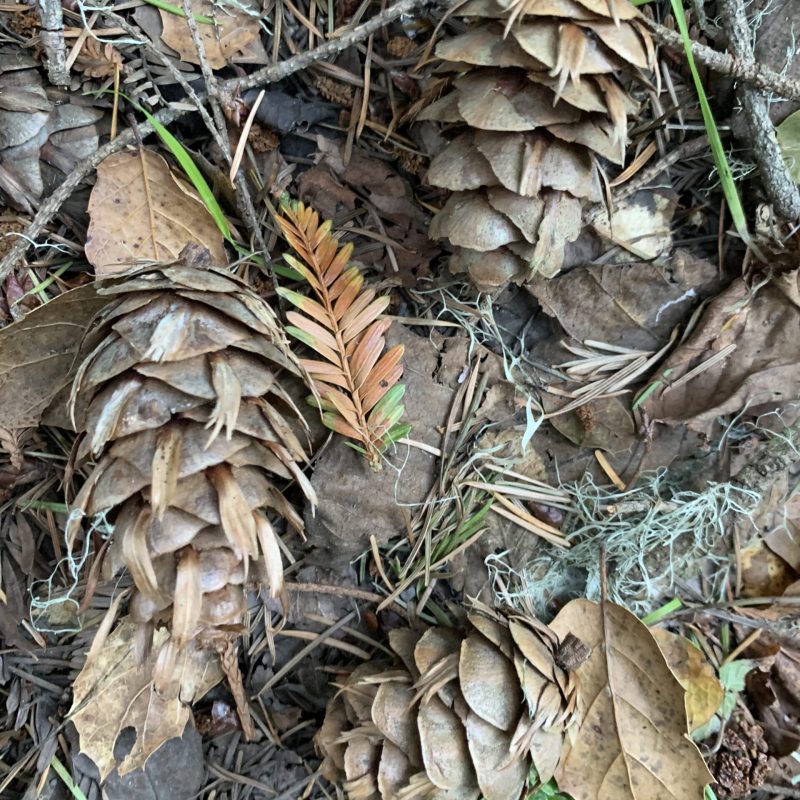 Douglas Fir Cones
