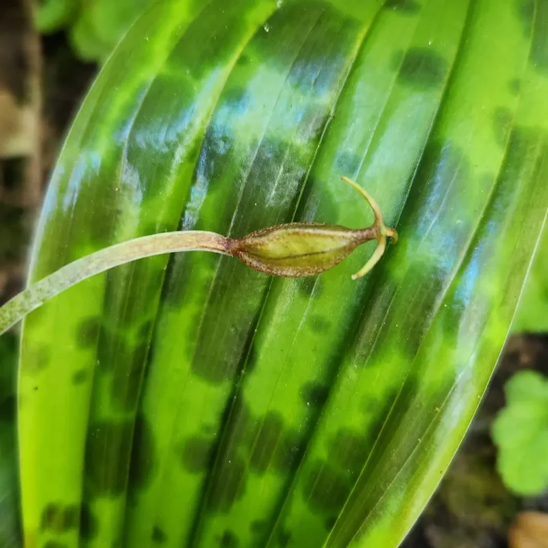 Seed Pod of Fetid Adder's Tongue
