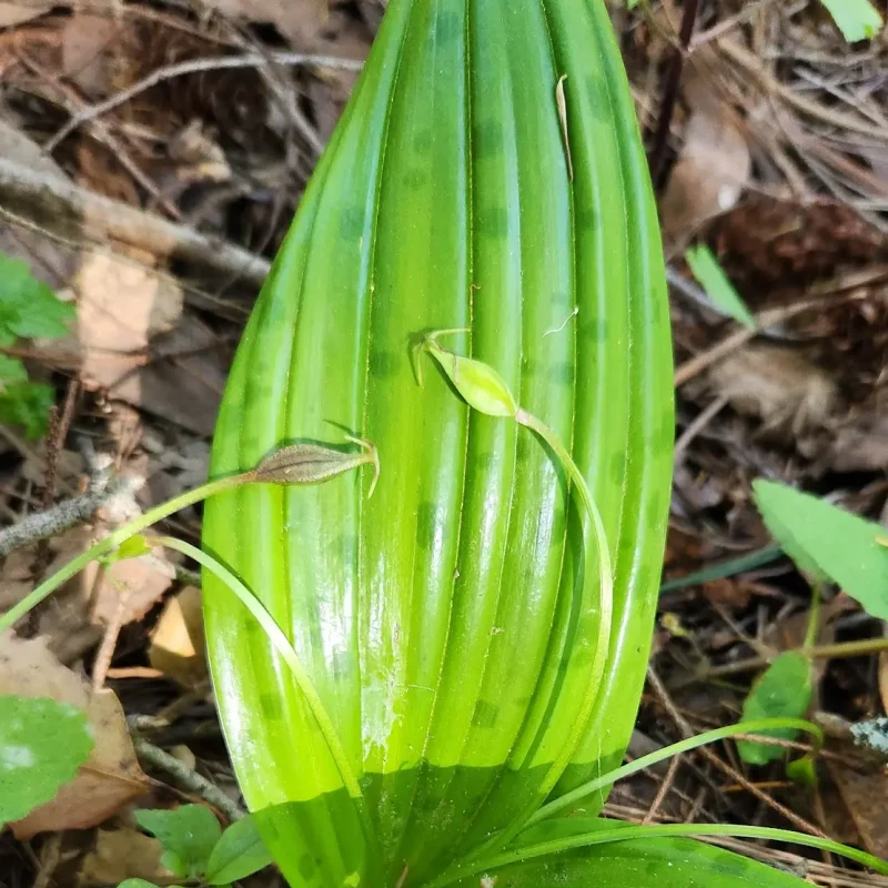 Seed Pods of Fetid Adder's Tongue on Brooks Creek Trail.
