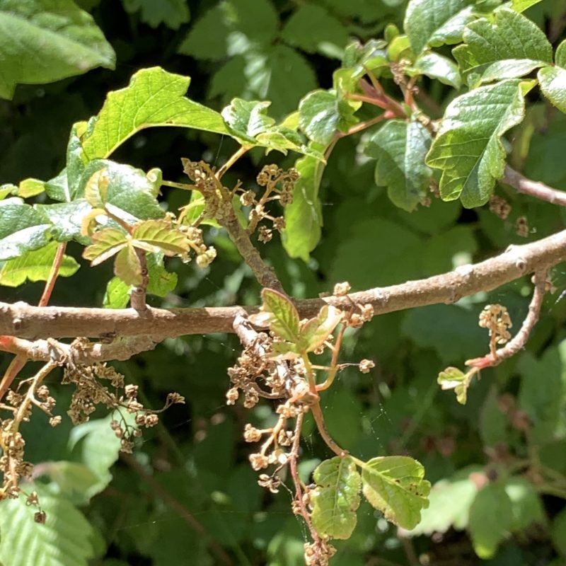Poison Oak flowers on ???