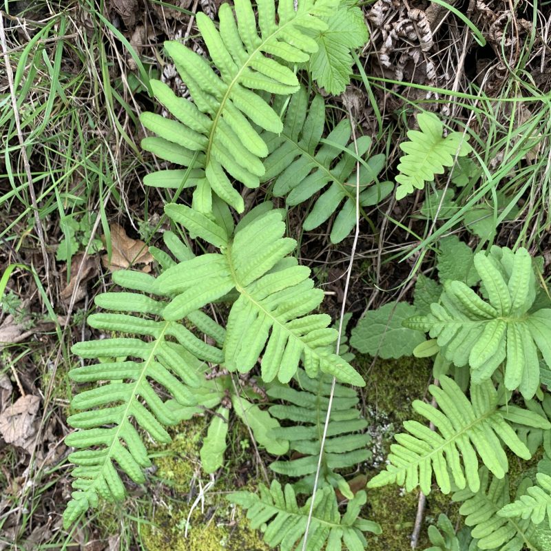 California polypody fronds on Trout Farm Trail.