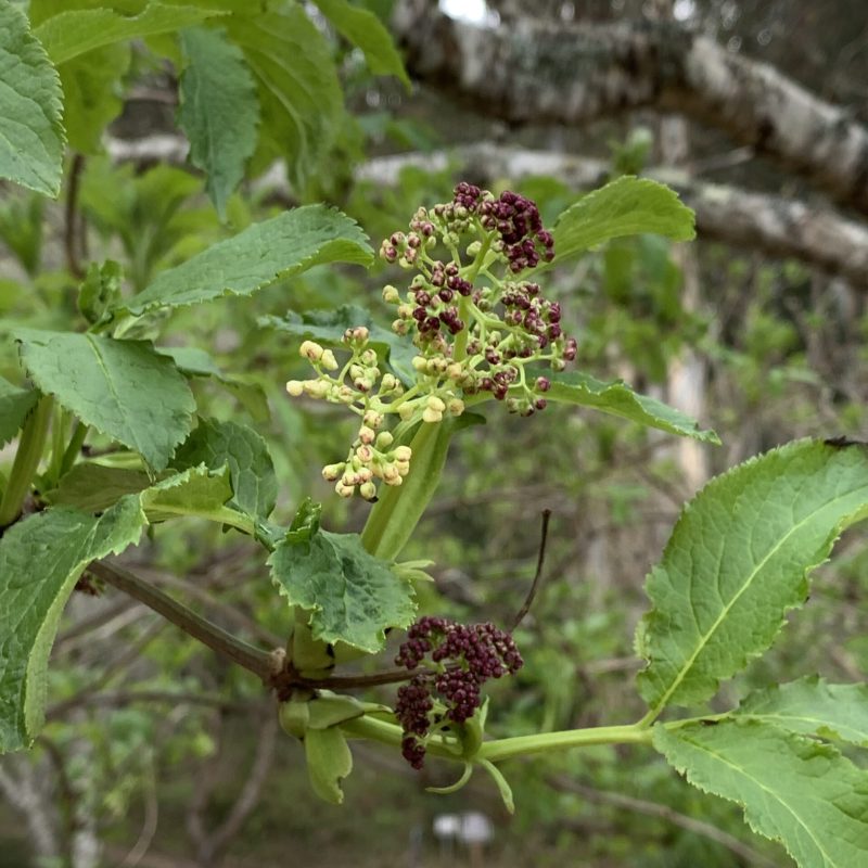 Red Elderberry blossoms by the visitor center at the Visitor Center.