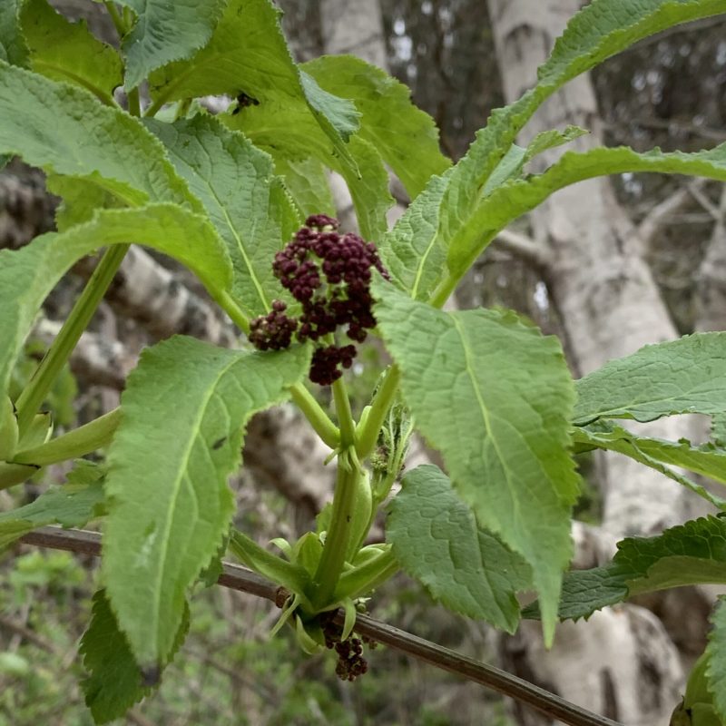 Red Elderberry leaves and buds at the Visitor Center.