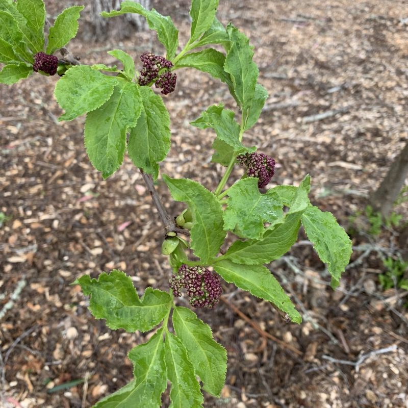 Red Elderberry leaves and buds at the Visitor Center.
