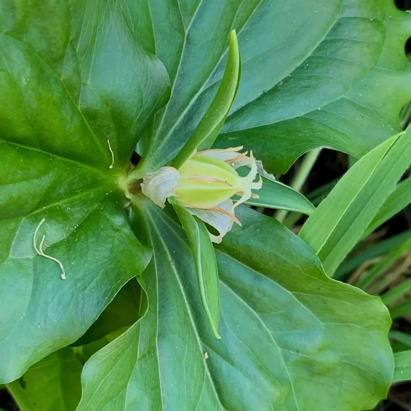 Photo showing fruit of Pacific Trillium.